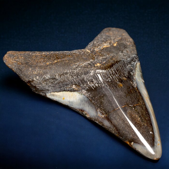 巨齿鲨牙齿化石 - 牙齿化石 - Carcharocles megalodon - 111 mm - 110 mm