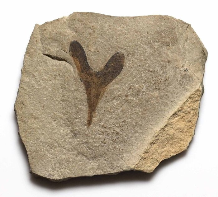 Green River Formation, Bonanza, Utah. - Fossil plate matrix - Fossil Leaf - Cardiospermum coloradensis