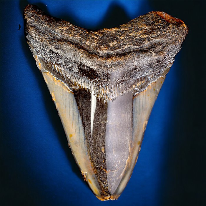 Megalodon fossiele tand - Fossiele tand - Carcharocles Megalodon - 85.5 mm - 80 mm