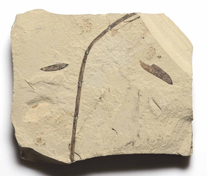 Formation de Green River, Bonanza, Utah. - Matrice de plaque fossilisée - Very Rare Vine with two leaves  (Sans Prix de Réserve)