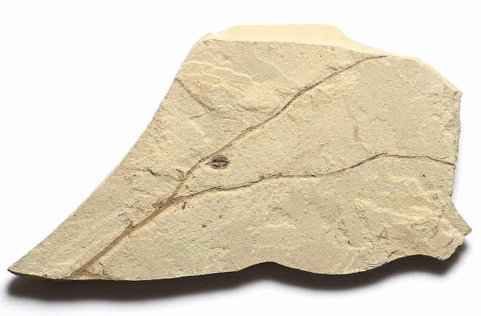 猶他州博南扎綠河組。 - plate matrix化石 - Very Rare Branch with seed pod
