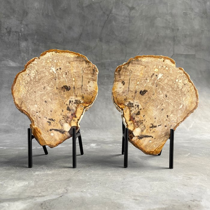 GEEN RESERVEPRIJS – Prachtig paar versteende houtplakken met standaard – Gefossiliseerd hout – Petrified wood – 25 cm – 20 cm