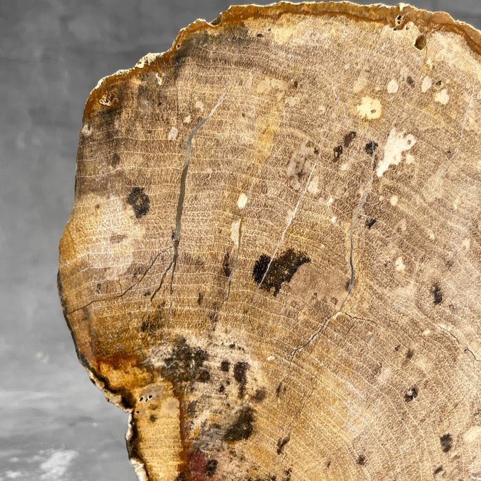 GEEN RESERVEPRIJS – Prachtig paar versteende houtplakken met standaard – Gefossiliseerd hout – Petrified wood – 25 cm – 20 cm