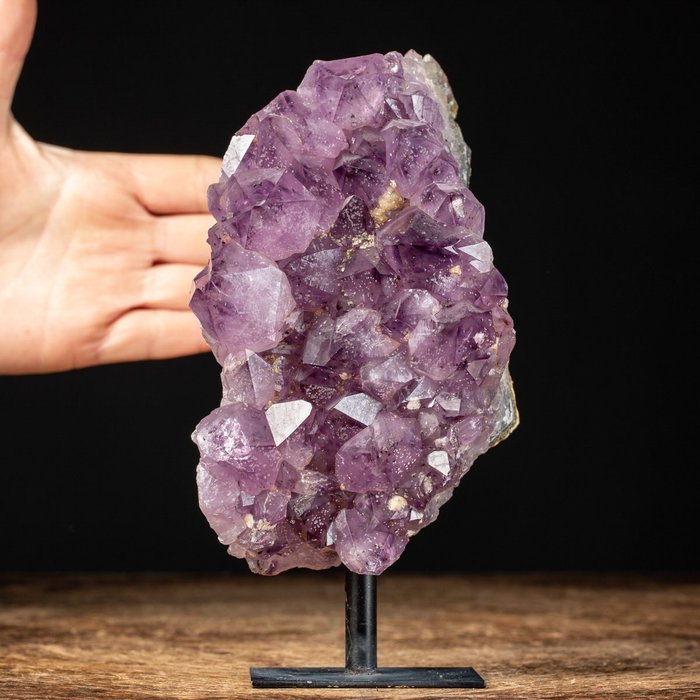 特殊形態 - 紫水晶德魯茲 - Macro Chrysltals Drusa - 基質上的晶體 - 高度: 196 mm - 闊度: 88 mm- 1491 g