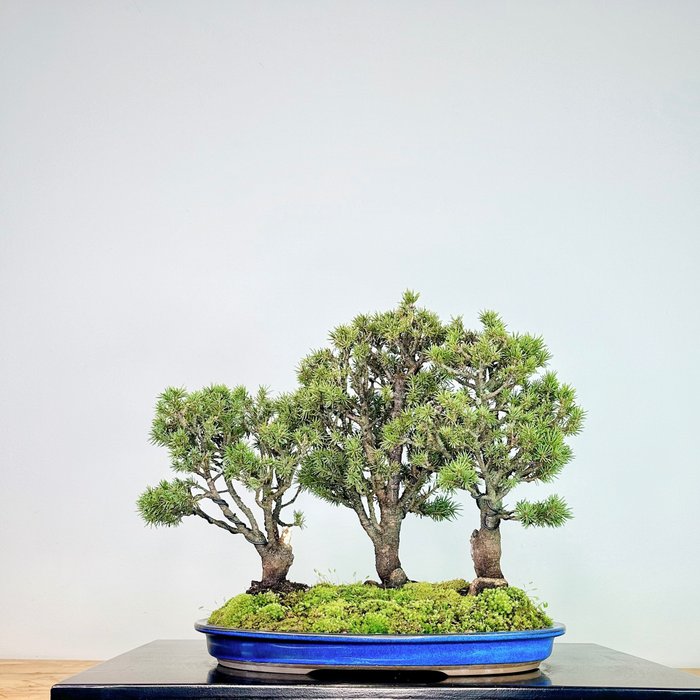 Fichtenbonsai (Picea) - Höhe (Baum): 35 cm - Tiefe (Baum): 30 cm - Portugal