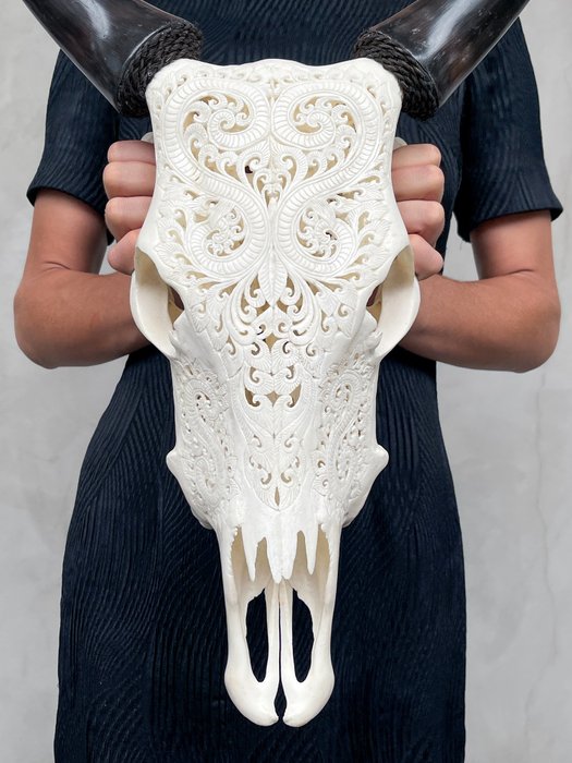 无底价 - 手工雕刻白牛头骨 - 叶子图案 雕刻的颅骨 - Bos taurus - 54 cm - 43 cm - 15 cm- 非《濒危物种公约》物种