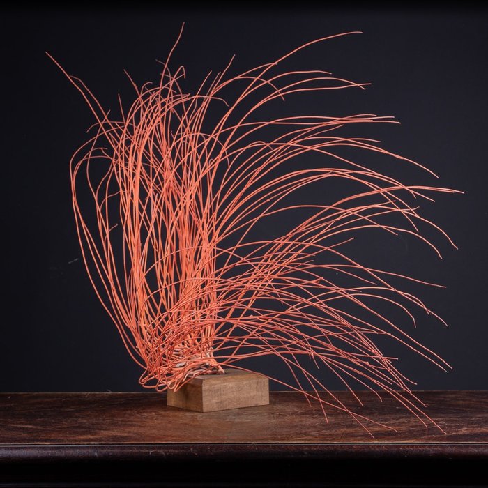 gorgonia roja - Preparación taxidérmica de cuerpo completo - Ellisella Grandis - 650 mm - 910 mm - 550 mm - Especie no CITES