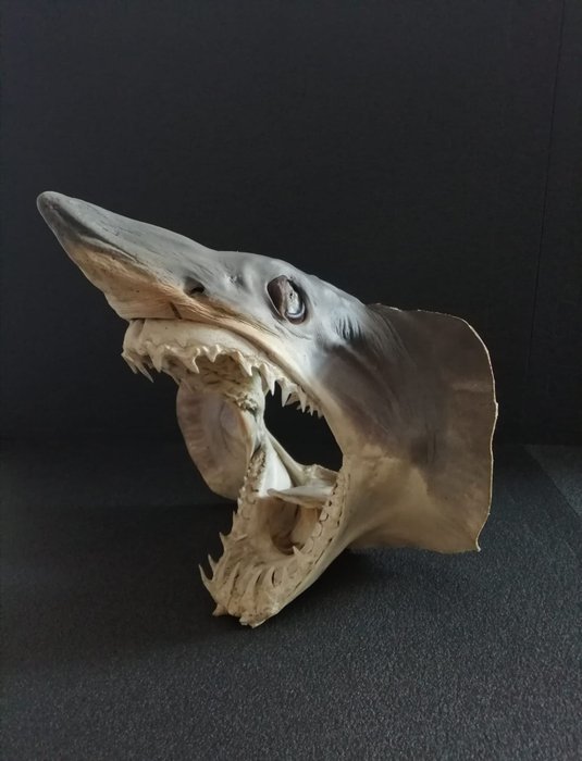 Tête de requin Mako des années 1970 - Support de corps entier pour taxidermie - Isurus oxyrinchus - 27 cm - 25 cm - 21 cm - CITES Annexe II - Annexe B dans l'UE