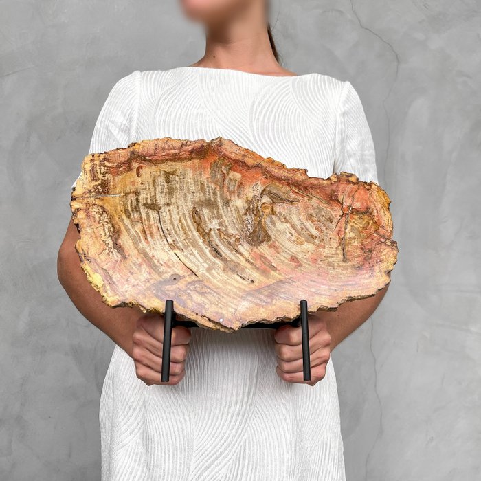 GEEN RESERVEPRIJS – Prachtig stuk versteend hout op standaard – Gefossiliseerd hout – Petrified wood – 29 cm – 37 cm