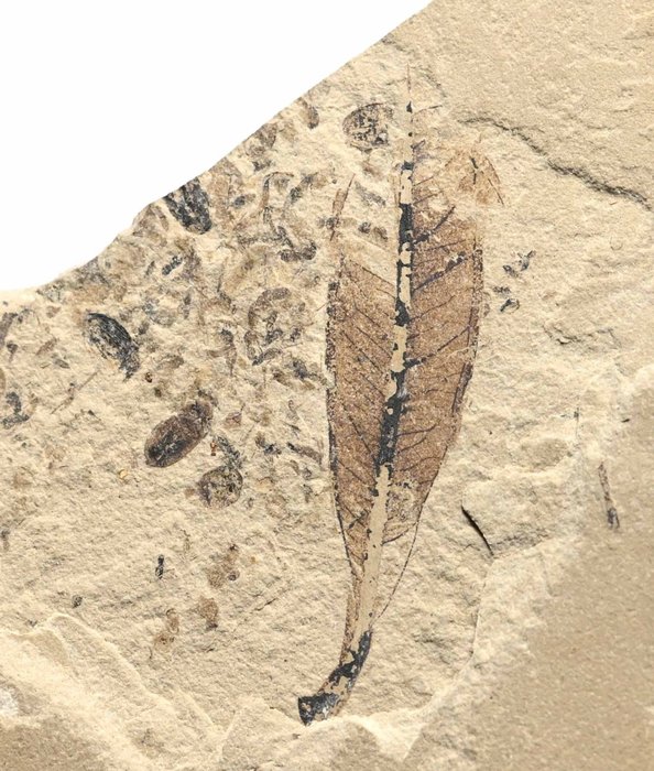 Formația Green River, Bonanza, Utah. - Matrice placă fosilă - Numerous mosquitos, beetles, and a fossil leaf