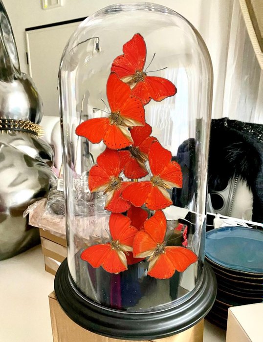 餐桌中央装饰 - 红蝴蝶  - 穹顶下真正的蝴蝶