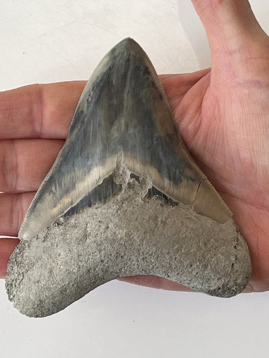 Megalodon tand 11,1 cm - Fossil tand - Carcharocles megalodon