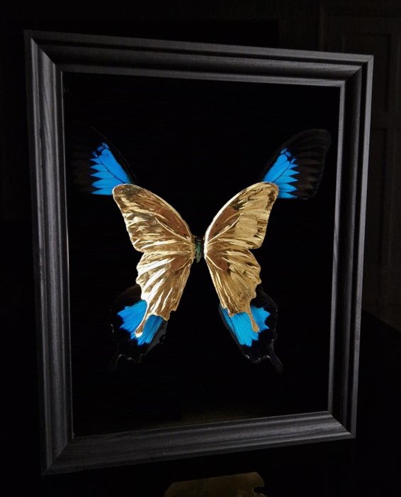 Sculpture, Rare 23ct gold real butterflies blue emperor - 25 cm - gilded in frame with COA - 2019