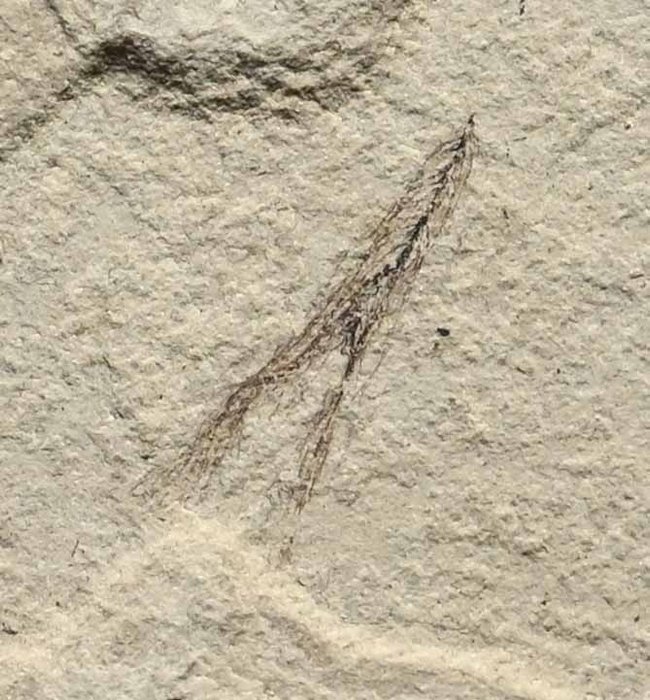 Green-River-Formation, Bonanza, Utah. - Fossilplattenmatrix - RARE Bird Feather with beetle