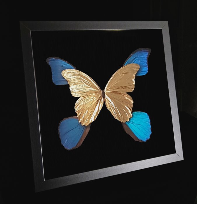 Sculpture, No reserve price - 23ct gold real butterflies morpho - 25 cm - doré dans un cadre avec COA - 2019