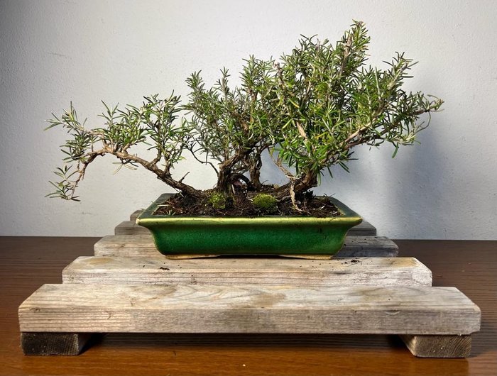 rozemarijn bonsai - Hoogte (boom): 21 cm - Diepte (boom): 38 cm - Japan