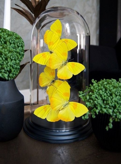 中央裝飾品 - 菲比斯·菲利亞  - 圓頂下真正的蝴蝶