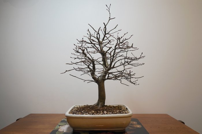 Bonsai grab (Carpinus) - Wysokość (drzewko): 58 cm - Głębokość (drzewko): 43 cm - Japonia