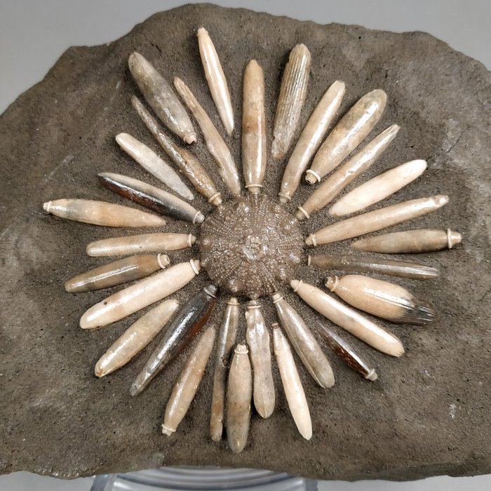 Merisiili - Fossiilinen matriisi - Gymnocidaris pustulosa - 19.2 cm - 12 cm