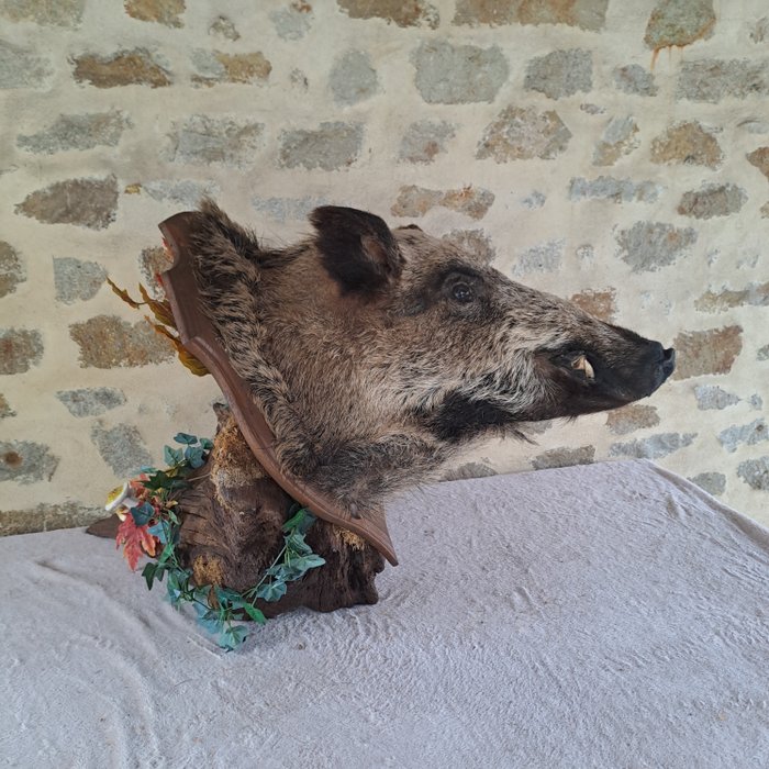Wild Boar Head-mount - Attila, Jabali - on trophy shield Taxidermy wall mount - Sus scrofa - 101 cm - 91 cm - 60 cm - Non-CITES species