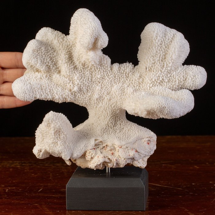 M.A.G. Design - Large White Coral - CITES App II - Centro de mesa - O Wunderkammer Moderno  - Madrépora