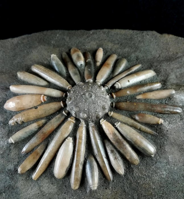 Sjøpinnsvin - Fossile dyr - Gymnocidaris koechlini - 22 cm - 16 cm
