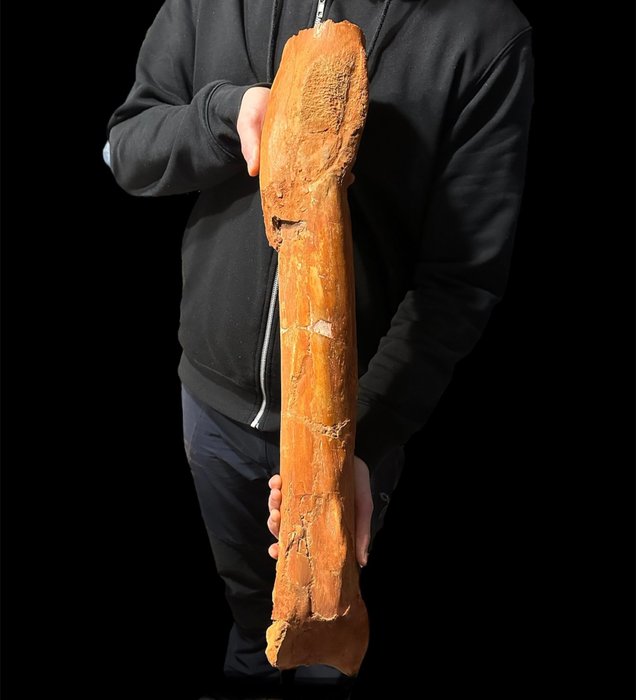 恐龙 - 化石骨架 - Teropode - 74 cm - 12 cm