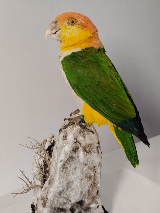 White-bellied Parrot Taxidermy full body mount - Pionites leucogaster (with closed ring) - 0 mm - 0 mm - 0 mm - CITES Appendix II - Annex B in the EU