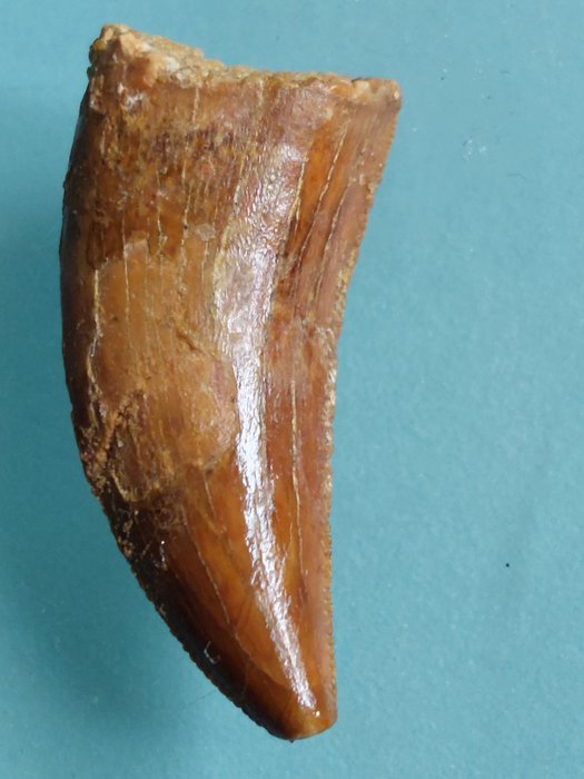 Δεινόσαυρος - Απολιθωμένο δόντι - Carcharodontosaurus sp. - 3.4 cm