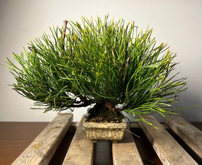 Pine bonsai (Pinus) - Height (Tree): 20 cm - Depth (Tree): 28 cm - Japan