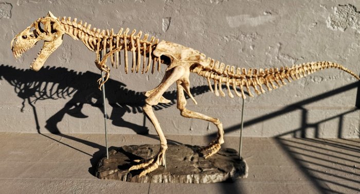 Tyrannosaurus rex complete skeleton Set of teeth - Tyrannosaurus rex - 186 cm - 50 cm - 120 cm- Non-CITES species
