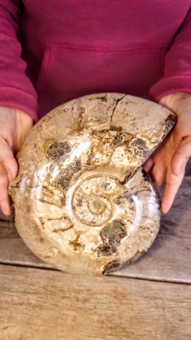Ammonit - Tierfossil - Large 4 kg - Aioloceras (Cleoniceras) sp. - 26 cm - 22 cm