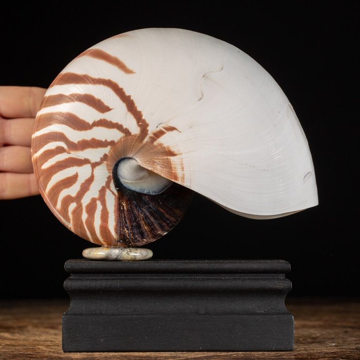 Chambered Nautilus Sea Shell på træbase - Havskal - Nautilus pompilius - 180 x 164 x 85 mm