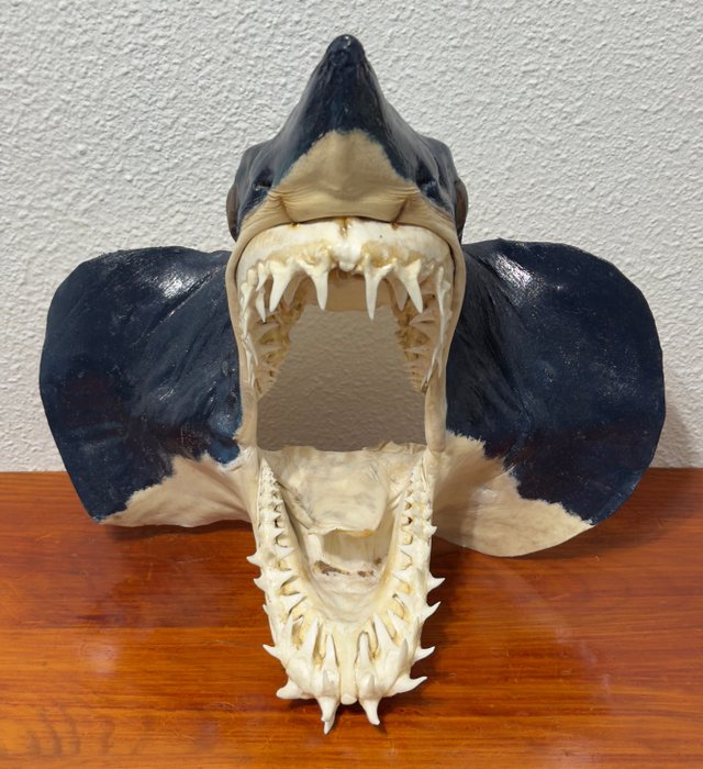 复古灰鲭鲨 动物标本剥制头部支架 - Isurus oxyrinchus - 36.5 cm - 36 cm - 18 cm - CITES附录II - 欧盟附件B