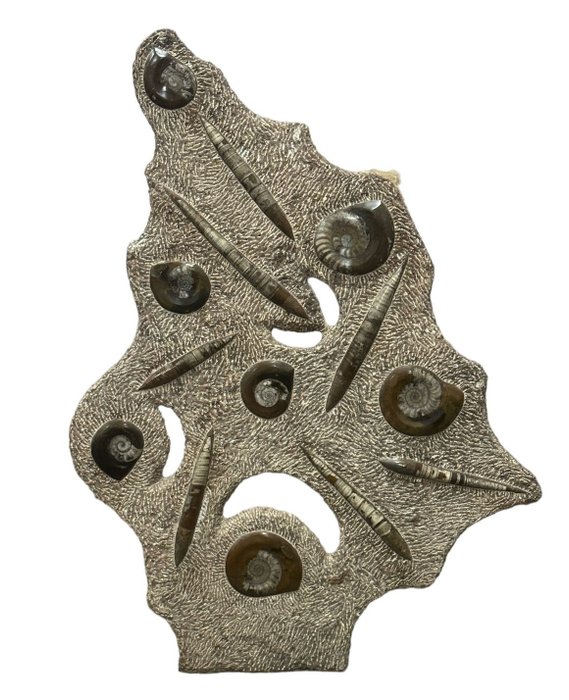 大尺寸正瓷板 - 化石碎片 - Pulida con varias Orthoceras y varios Ammonites - 124 cm - 90 cm