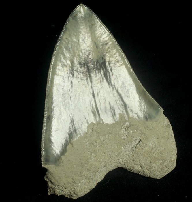 鲨鱼 - 牙齿化石 - Otodus megalodon - 12.2 cm - 9 cm