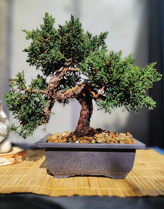 X2 Bonsai Juniperus Kishu+ Bonsai Chamaecyparis pisifera - Height (Tree): 18 cm - Japan