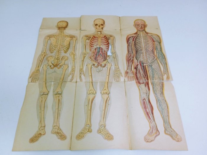 Anatomisch model - Papier - 1910-1920