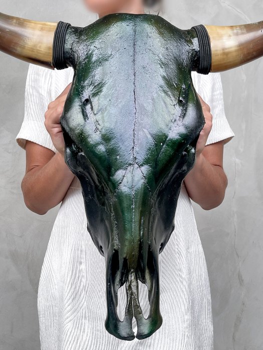 ΧΩΡΙΣ ΤΙΜΗ ΑΠΟΦΑΣΗΣ - Βαμμένο κρανίο ταύρου - Μεταλλικό Πράσινο Χρώμα - Κρανίο - Bos Taurus - 49 cm - 57 cm - 29 cm- Είδη που δεν ανήκουν στο CITES -  (1)