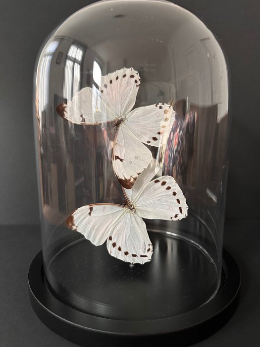 蝴蝶 標本全身支架 - Morpho Luna - 30 cm - 20 cm - 20 cm - 非《瀕臨絕種野生動植物國際貿易公約》物種