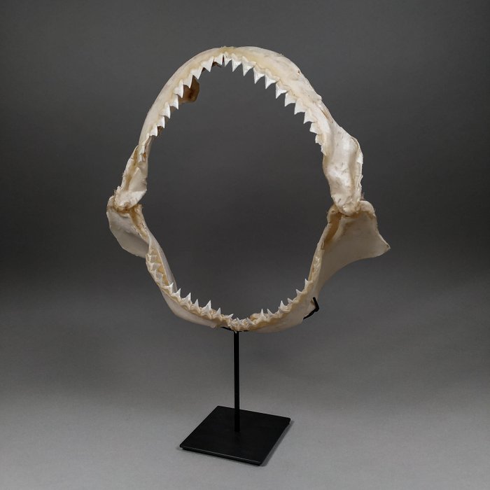 Grande tubarão escuro Conjunto de mandíbula - Carcharinus obscurus - 31.5 cm - 9 cm - 34.5 cm- CITES Apêndice II - Anexo B na UE