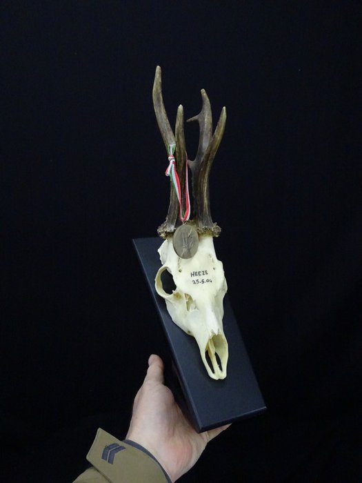 Caveira Roebuck XTRA GRANDE com medalha Crânio - Capreolus capreolus - 0 cm - 0 cm - 0 cm- non-CITES species -  (1)