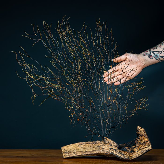 Gorgonia natural hecha a mano. Base de madera- 518.91 g