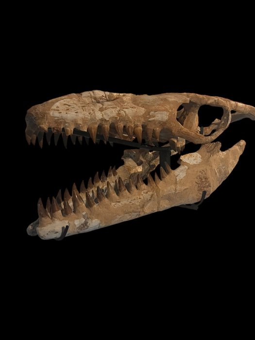 Merellinen matelija - Fossiilinen kallo - Mosasaurus sp. - 75 cm - 64 cm  (Ei pohjahintaa)