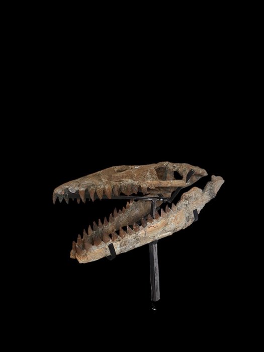 Merellinen matelija - Fossiilinen kallo - Mosasaurus sp. - 65 cm - 43 cm