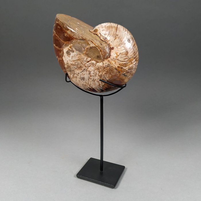 Superb Nautiloid lustruit pe suport metalic personal - Cochilie fosilizată - Cymatoceras sp. - 14.2 cm - 11.5 cm