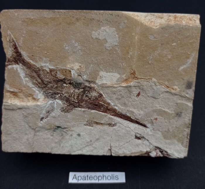 鱼 - 矩阵化石 - Apateopholis Laniatus - 100 mm - 75 mm