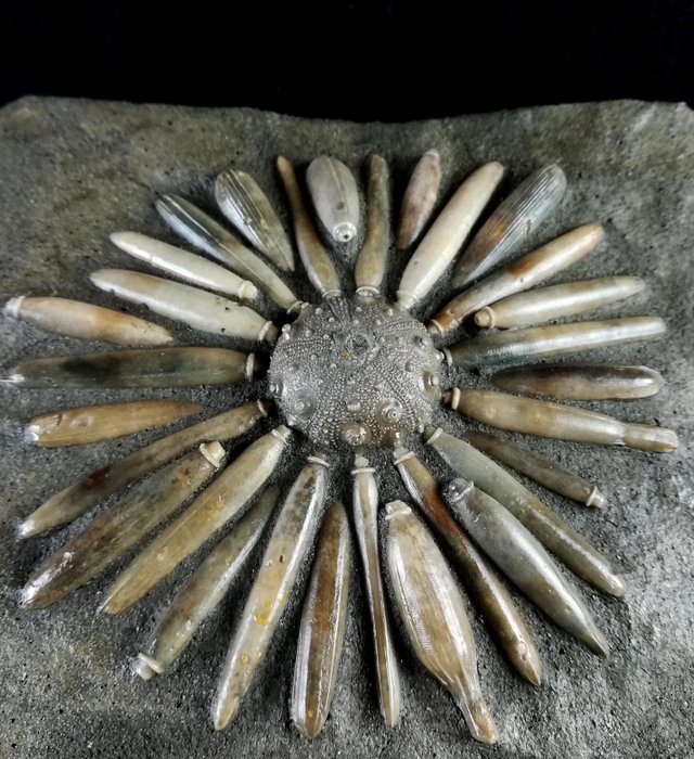 海胆 - 动物化石 - Gymnocidaris koechlini - 26 cm - 13 cm