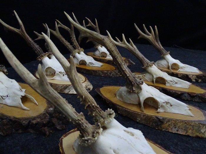 Collection of  Roebuck Skulls Bot - Capreolus capreolus - 0 cm - 0 cm - 0 cm- non-CITES species -  (8)