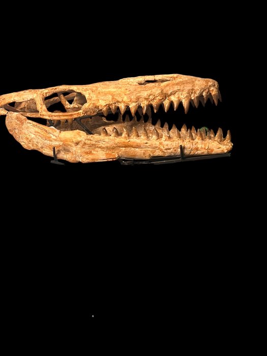 Mosasaur - Απολιθωμένο κρανίο - Reptil marino - 58.5 cm - 24 cm